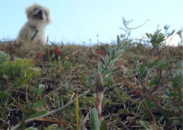 公園などの「つくし」を勝手に採ってはいけないので要注意