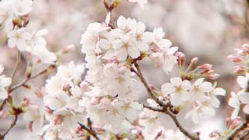 【千葉県】春は桜を見に行こう！“100選”にも選ばれた名所をチェック