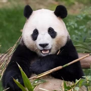 韓国のサムスン・エバーランドは27日、ジャイアントパンダ「フーバオ」が4月3日に同園から中国に帰国することを発表した。