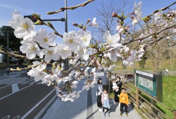 ほころび始めた県立図書館近くの桜=31日午後2時29分、水戸市三の丸