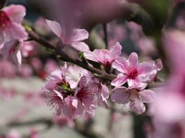 春の美しさを競う桃の花　中国貴州省