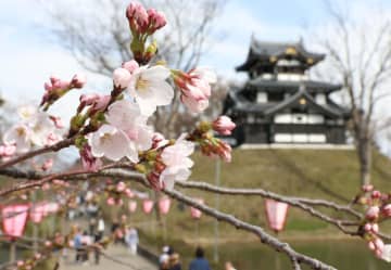 高田城址公園に咲く桜＝4月5日