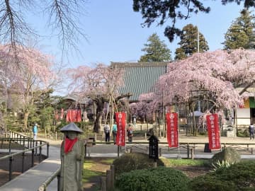 六地蔵寺境内のしだれ桜。本堂前には光圀の愛した桜の子や孫が花を咲かす=1日、照沼久夫撮影(動画も)