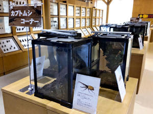 6日から今季の営業を開始するムシムシランド昆虫館