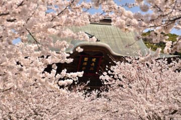 春には桜を楽しめる建長寺（鎌倉市観光協会提供）