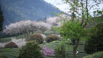 茶園で桜満開　中国貴州省余慶県