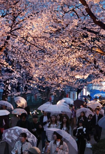 ライトアップされた満開の夜桜を楽しむ花見客＝4月8日、上越市の高田城址公園