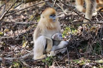 湖北省の神農架国家公園大竜潭キンシコウ野外研究基地は、ここ1カ月の間に同基地でキンシコウの赤ちゃんが6匹生まれたことを明らかにした。