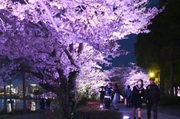 千波湖畔を明るく彩る夜桜=10日午後、水戸市千波町