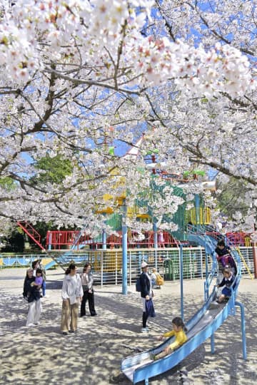桜が咲き誇る中、多くの家族連れでにぎわうネーブルパーク=10日午後、古河市駒羽根