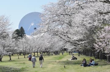 桜が満開を迎えた「たかはぎ桜まつり」の会場=高萩市石滝