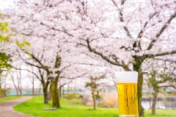 満開の桜とビール（ＰＨＯＴＯＡＣ）