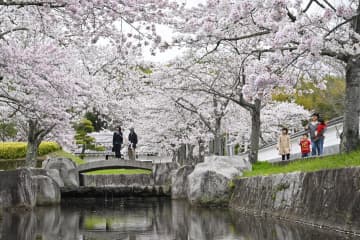 松岡城址を彩る満開の桜=12日午後、高萩市下手綱