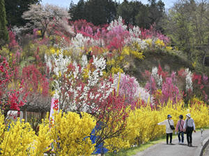 色鮮やかに咲き競う花木＝16日午前、福島市飯野町