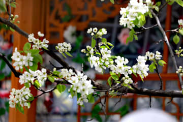 梨の名所で花満開、にぎわうイベント会場　中国青海省貴徳県