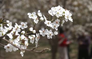 中国甘粛省敦煌で梨の花が見頃
