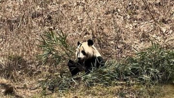 陝西省漢中市仏坪県のジャイアントパンダ保護エリア「パンダバレー」では、ジャイアントパンダの「ホンホン」が心地よい春の日をのんびりと楽しんでいた。