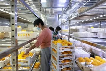 河北省新河県南馬荘村コンテナ型栽培作業場では作業員が金耳の成長を促す作業をしていた。