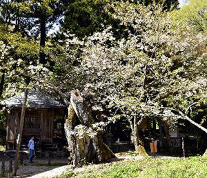 見頃を迎えた磐椅神社の大鹿桜