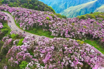中国各地では人々が花見に出かけ、美しい春の景色を楽しんでいる。