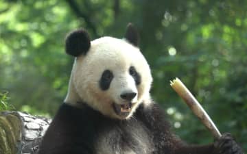 上野動物園が赤ちゃんパンダの名前を募集していると聞いた時、急に応募しようという気になり、上野動物園のホームページを開いた。