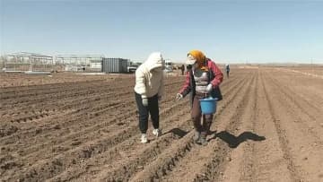 内モンゴル自治区商都県の実験田でこのほど、1万5000粒の宇宙ジャガイモの種子の試験栽培が実施された。