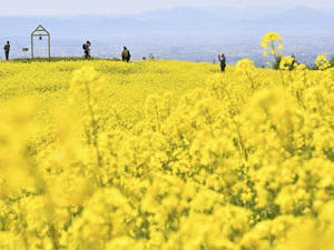 斜面に広がる色鮮やかな菜の花畑＝10日、喜多方市・三ノ倉高原