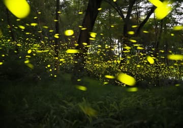 広西チワン族自治区南寧市の獅山公園ではホタルが見頃を迎えている。