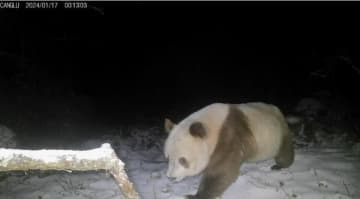 陝西省の秦嶺山脈で褐色パンダの映像が確認された。