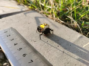 北京航空航天大学の科学研究チームは超小型動力技術の新たなブレークスルーを達成するとともに、これに基づき昆虫ロボットを研究開発した。