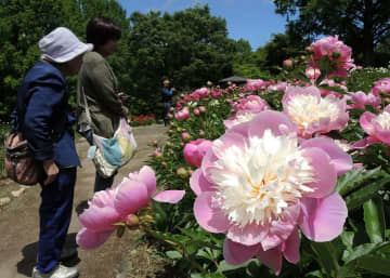 花と泉の公園で開花したシャクヤク。現在は中咲きを中心に見頃を迎えている＝一関市花泉町老松