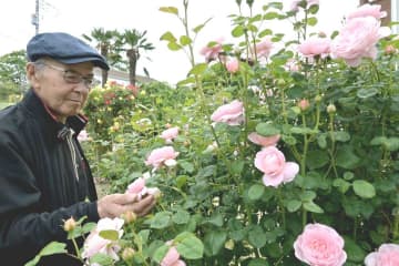 見頃を迎えたバラと艫神社の中村昭良宮司=日立市十王町友部東