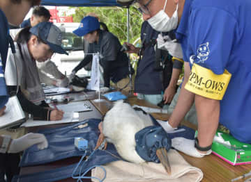 地上に降ろされ、検体採取や足環を装着されるコウノトリのひな=神栖市矢田部