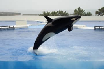 水中からダイナミックに飛び出すシャチ　神戸須磨シーワールドの様子