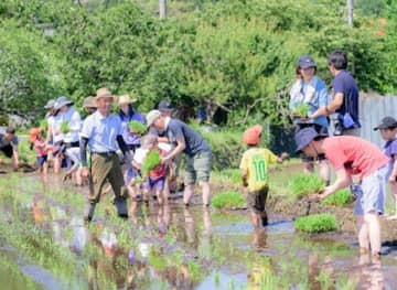 田植え体験（昨年の様子①）