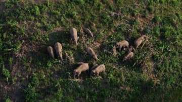 「赤ちゃん連れ」の野生のアジアゾウの群れがこのほど、雲南省シーサンパンナ・タイ族自治州景洪市大渡崗郷に姿を現した。