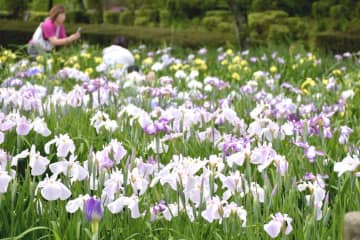 見頃を迎えた四季の里公園のハナショウブ=守谷市緑