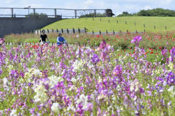 色とりどりの花をつけるリナリア=ひたちなか市馬渡