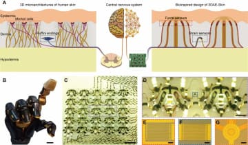 中国の科学者が本物に近い電子皮膚システムを開発した。