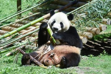 ジャイアントパンダが最近、世界中で話題をさらっている。写真はマドリード動物園で竹を食べるパンダの「金喜」。