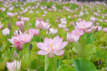 「蓮の花苑」の様子