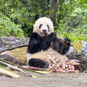 日本の上野動物園で生まれ、昨年2月に中国に返還されたジャイアントパンダのシャンシャンが12日に7歳の誕生日を迎えた。