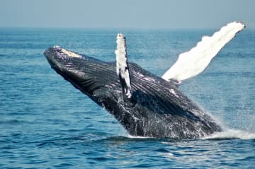 12日、韓国メディア・韓国経済は「日本政府が絶滅危惧種のナガスクジラの捕獲を許可し、波紋を呼んでいる」と伝えた。資料写真。