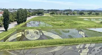 「七夕ものがたり」をテーマにした鏡石町の「かがみいし田んぼアート」