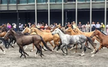 新疆ウイグル自治区ウルムチ市にある新疆野馬古生態パーク人気を集めている。