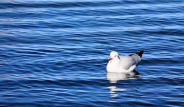 青海湖の生物多様性が向上している。