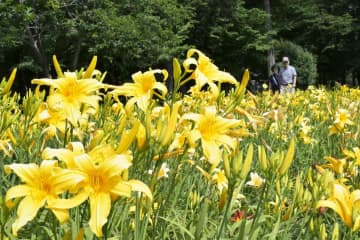 一面を黄色く染めるキスゲの花=古河市駒羽根