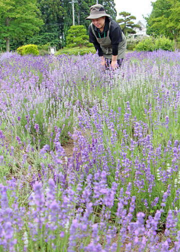 見頃を迎えた県立花きセンター「ラベンダーの丘」