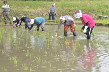 雨の中、神田に苗を植え付ける早乙女=大子町下野宮