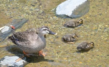 市役所脇の川に姿を見せるカルガモの親子=日立市助川町